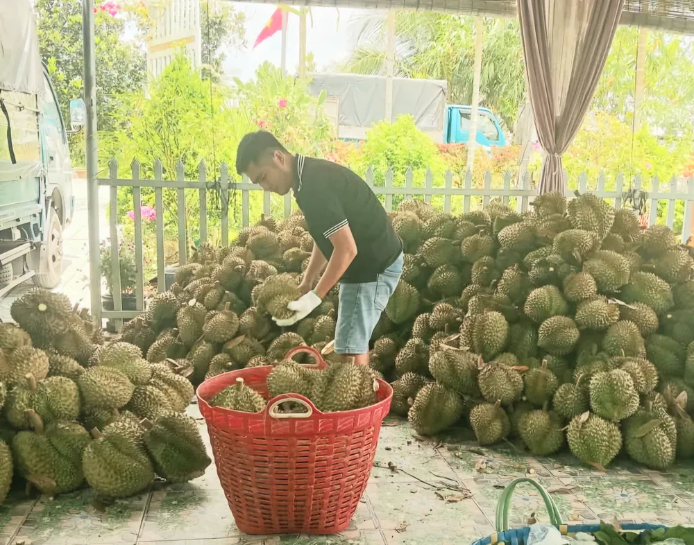 Sầu riêng của nhà vườn tại Cái Bé (Tiền Giang) được tiểu thương thu mua để đưa lên TPHCM bán lẻ. Ảnh: TUẤN QUANG quang 4.jpg