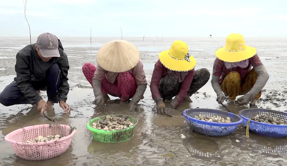 Tiền Giang có vùng nuôi nghêu của huyện Gò Công Đông có 350ha đạt tiêu chuẩn ASC CAO NGHEU4.png