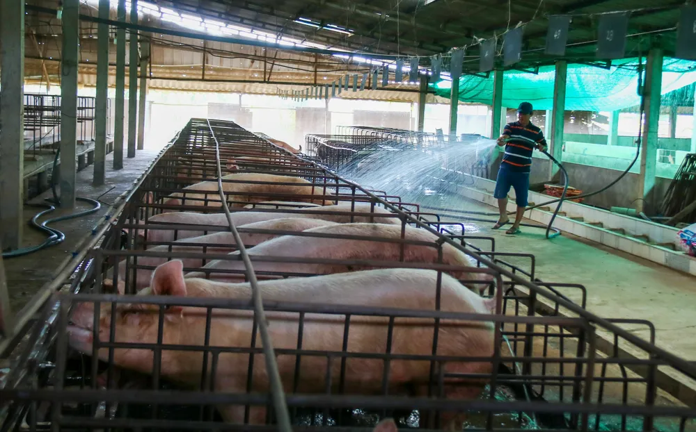 Hộ chăn nuôi huyện Châu Thành, Long An A2- NUOI HEO.jpg