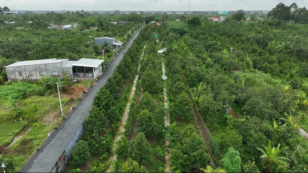 Một vườn sầu riêng ở tỉnh Vĩnh Long ảnh 1.jpg