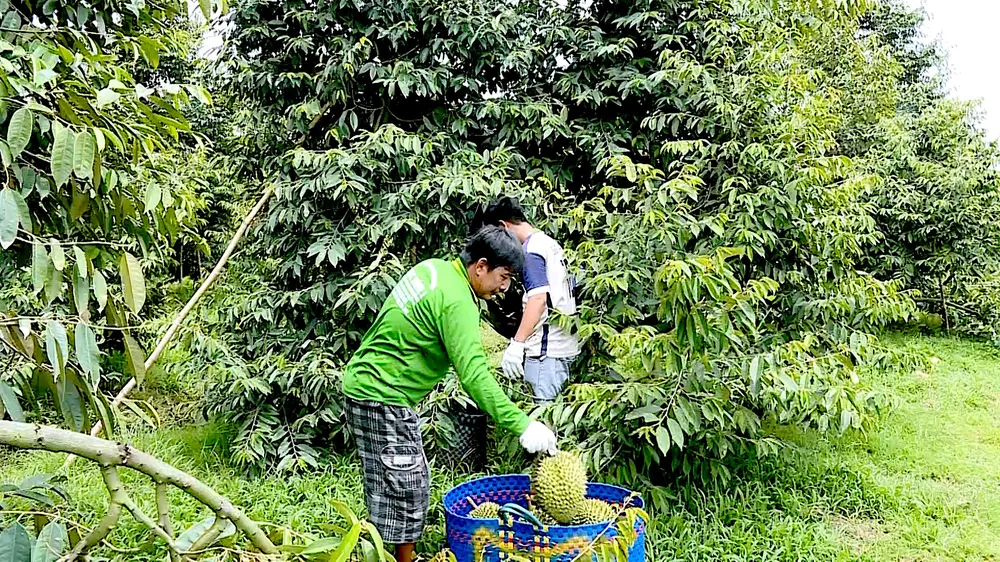 ảnh 11.jpg
