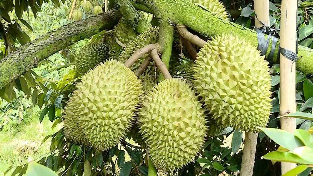 Thời gian này sầu riêng vùng ĐBSCL bị ảnh hưởng nhiều do thời tiết khắc nghiệt ảnh 3.jpg