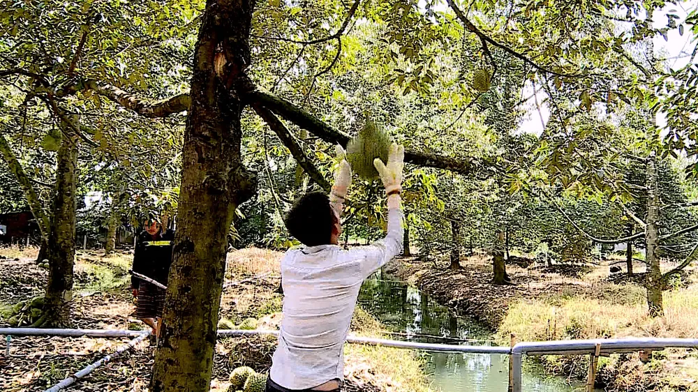 Thu hoạch sầu riêng ảnh 6.jpg