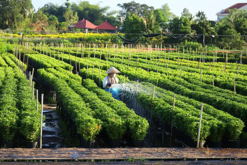 Các đơn vị sản xuất hoa đã bắt tay vào việc xuống giống và chăm sóc các loại hoa kiểng phục vụ cho việc trang trí, kinh doanh tại Festival Hoa - Kiểng Sa Đéc lần thứ 2 z5849286411590_d96b2c71218d47667b115aa0b5c2366a.jpg