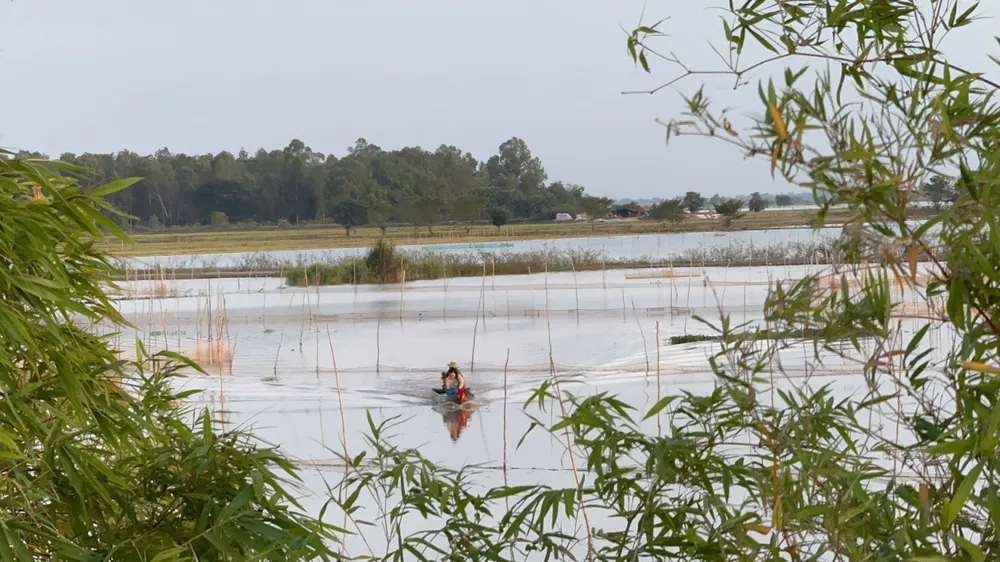 ព្រឹកព្រលឹម ប្រជាជនតាមព្រំដែនចាប់ផលិតផលនៅវាលស្រែឃុំ Thuong Phuoc។ Buổi sáng sớm, người dân biên giới đánh bắt sản vật trên các cánh đồng nước xã Thường Phước