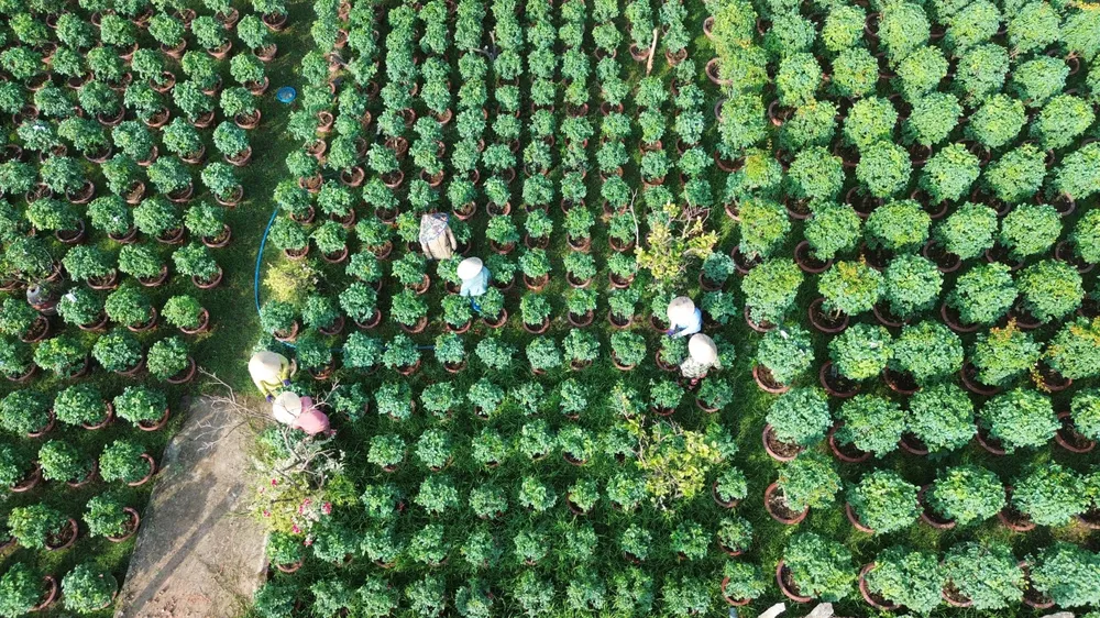 Nông dân Làng hoa Sa Đéc chuẩn bị hoa phục vụ Tết Nguyên đán HOA TET 2.jpg