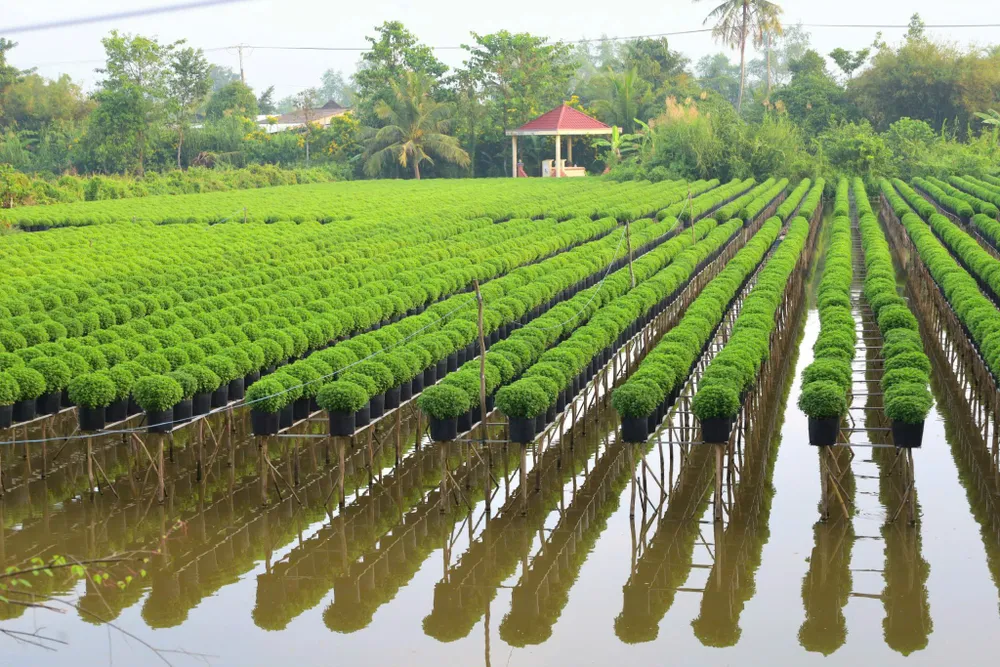 Hàng chục ngàn chậu cúc mâm xôi vàng được người dân chuẩn bị phục vụ thị trường tết z5849286242611_5be076cc6a21dbd614f1c4f8ee88ad0c.jpg
