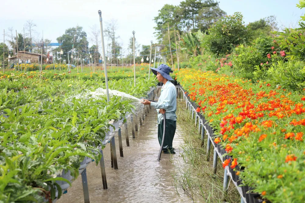 Hoa truyền thống như cúc mâm xôi, vạn thọ, mào gà... được nông dân tập trung trồng nhiều và chăm sóc z5849286435721_05958d0f335caf9cb0ebf099e01ff4d3.jpg