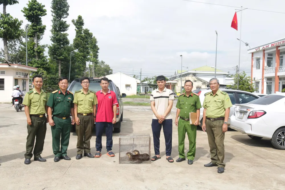 Ngành chức năng tiếp nhận hai cá thể rái cá quý hiếm do người dân giao nộp để chăm sóc, bảo tồn ảnh 2.jpg