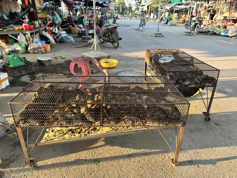 Chuột đồng, đặc sản mùa lũ được bày bán ở chợ biên giới Thường Phước ảnh 5.jpg