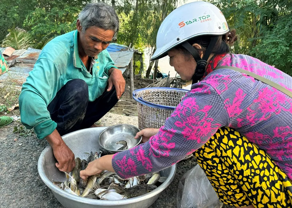 Một thương lái thu mua “sản vật” mùa lũ ngay tại khu vực gần cánh đồng ở Thường Phước ảnh 6.jpg