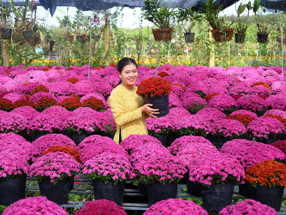 Festival Hoa - Kiểng Sa Đéc lần thứ II năm 2025 sẽ diễn ra từ 27-12-2025 đến 4-1-2026
