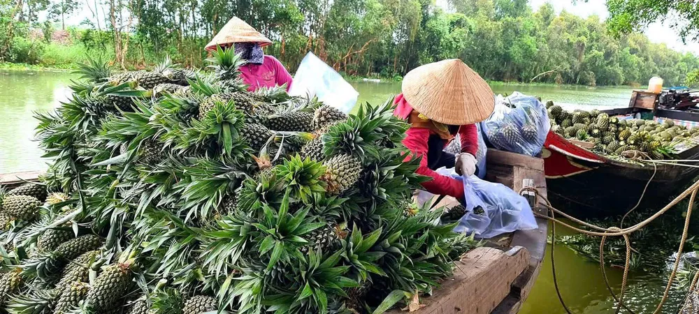 Đồng Tháp sẽ xây dựng các hợp tác xã có ứng dụng công nghệ để truy xuất nguồn gốc sản phẩm z7015455463553_1c1765c090bc20511507111680eda5dc.jpg