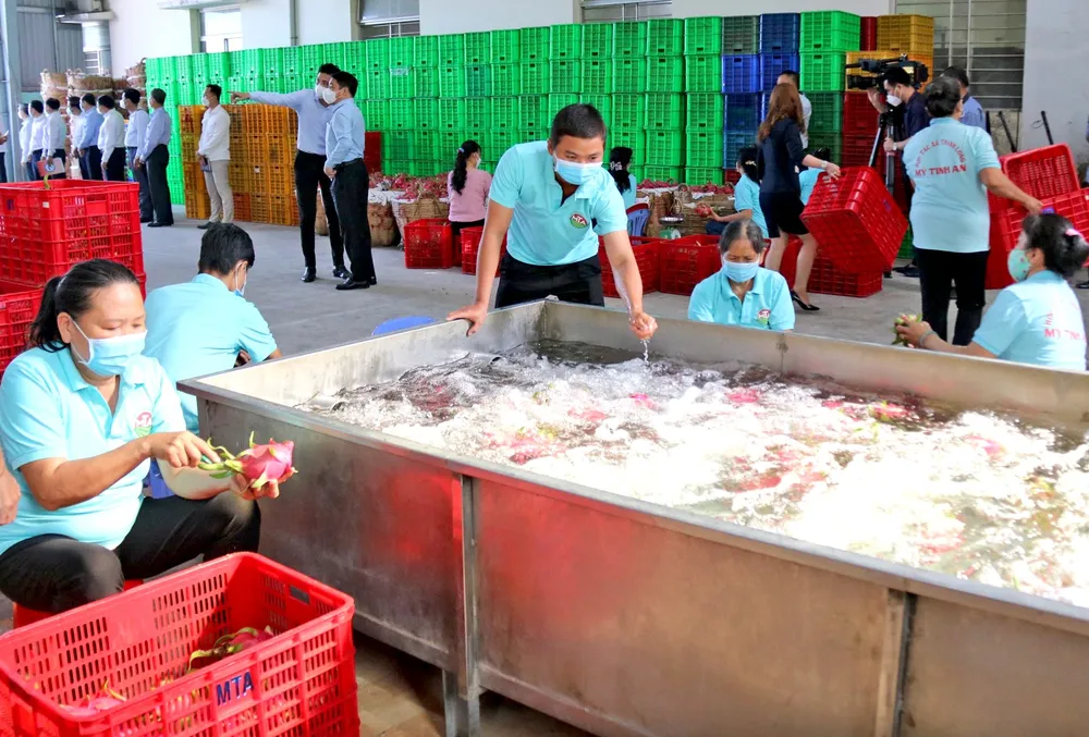 Công nhân làm việc ở một cơ sở xuất khẩu thanh long tại xã Chợ Gạo 3- CONG NHAN TRAI CAY.jpg