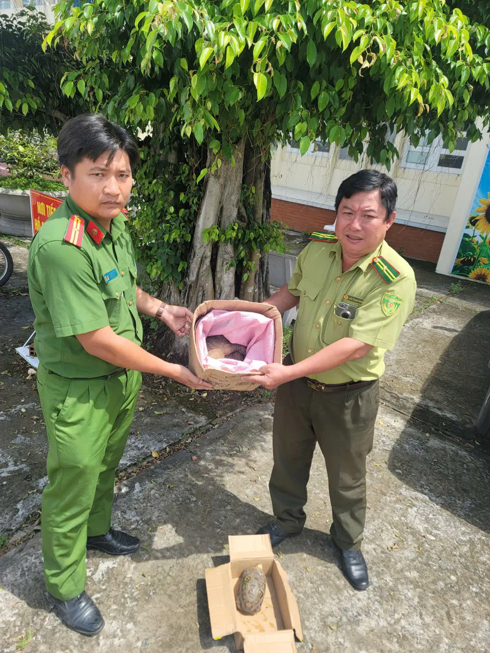 Công an phường Đông Thành bàn giao 2 cá thể rùa núi vàng và tê tê quý hiếm cho lực lượng kiểm lâm - Ảnh: Minh Chánh ảnh 2.jpg
