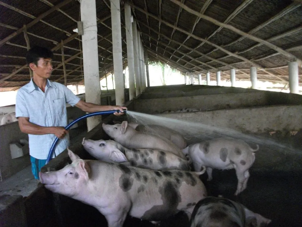 chan nuoi heo .jpeg