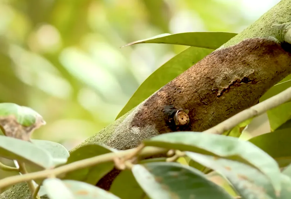 SAU RIENG BENH CHET NGUOC11.png