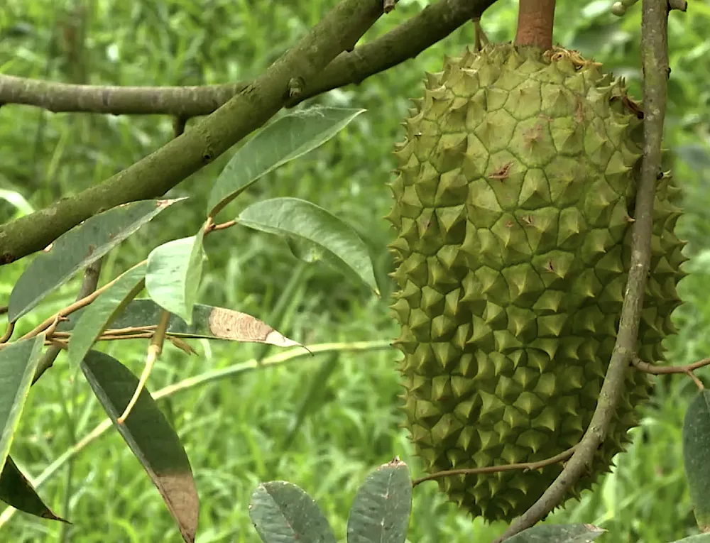 SAU RIENG BENH CHET NGUOC7.png