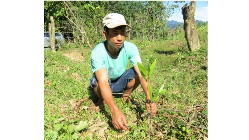 Nhận keo giống không đảm bảo chất lượng, ông Hưng phải mua cây giống mới về trồng