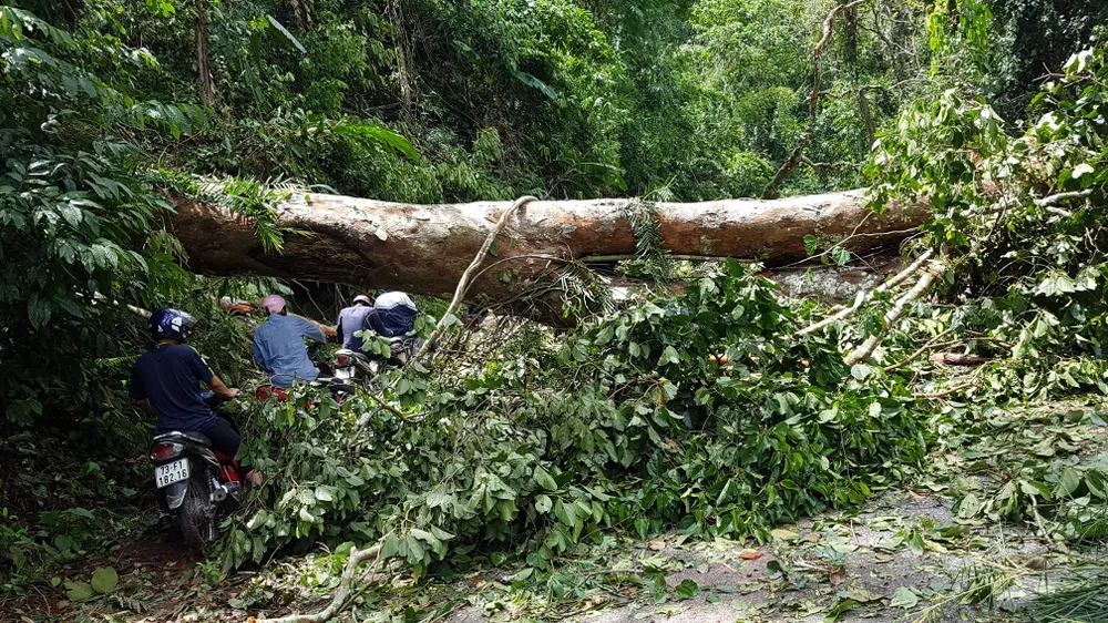 Tan tác đường lên A Rem ảnh 12