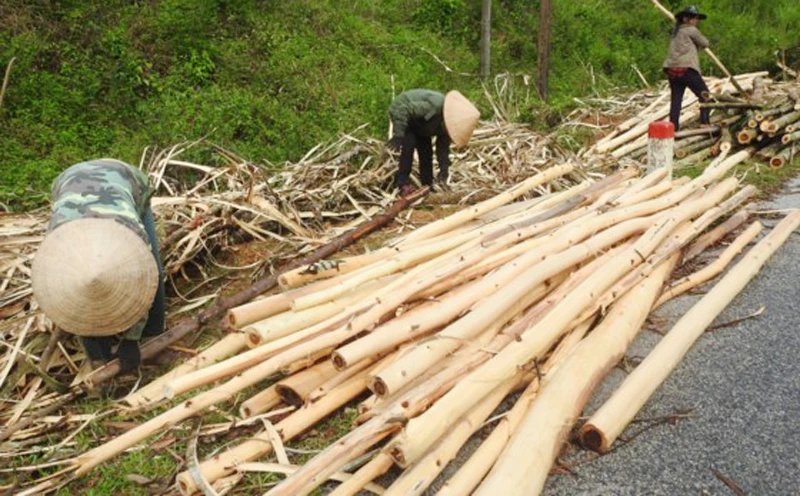 Người dân rơi vào cảnh khó khăn sau khi cơn bão số 10 quét qua.