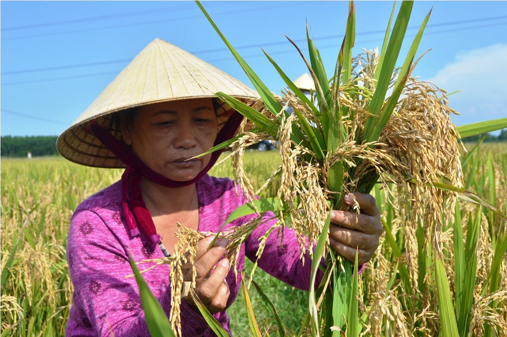 Bà Nguyễn Thị Duyên (Mỹ Hòa, Mỹ Thủy, Lệ Thủy) xót xa với ruộng lúa bị lép bông hoàn toàn của gia đình.