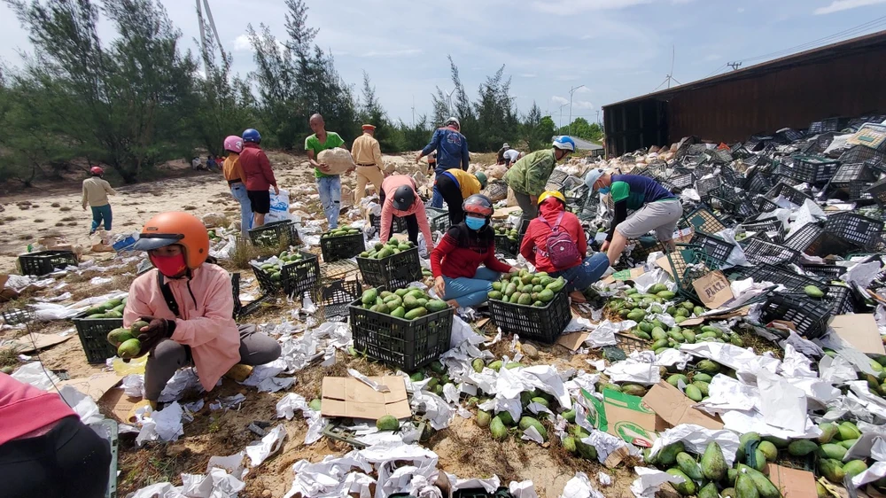 Người dân thu gom xoài giúp tài xế