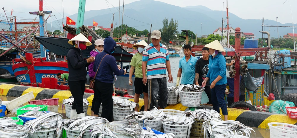 Ngư dân Cảnh Dương chạy bão, trúng đậm cá hố