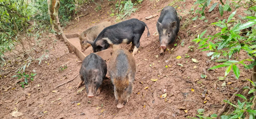 Đàn heo rừng lớn lên nhờ có muối nên chúng không đi xa Đàn heo rừng lớn lên nhờ có muối nên chúng không đi xa