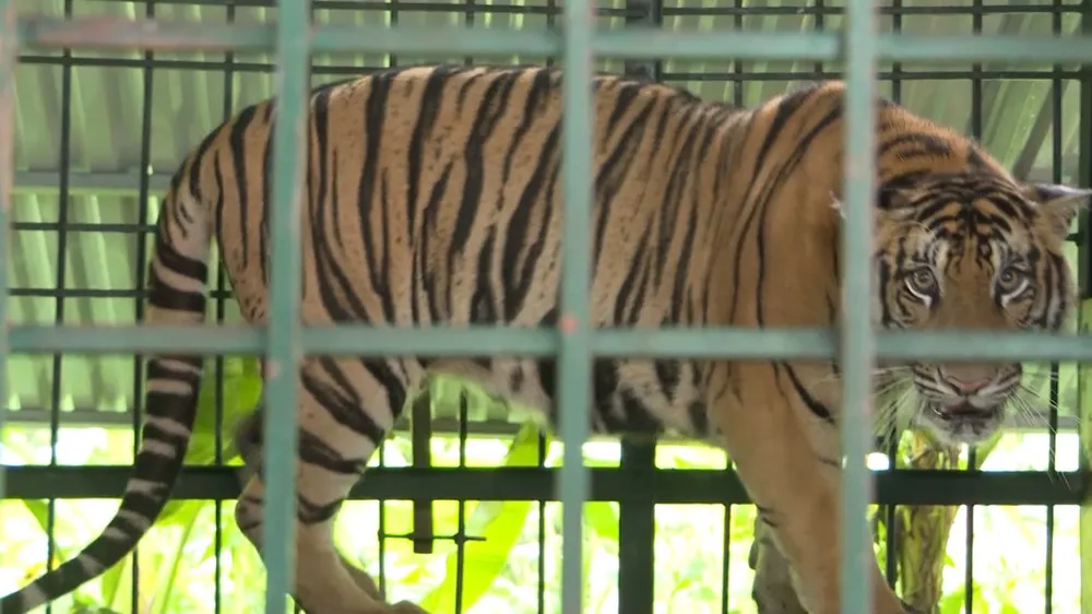 Mỗi cá thể hổ nặng hơn 100kg