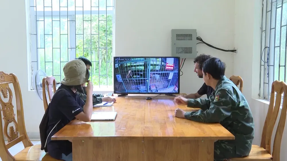 Hổ được các chuyên gia, nhà khoa học quan sát bằng camera