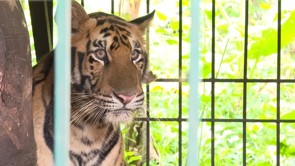 Hy vọng nơi nuôi mới hoàn thiện sẽ giúp chúng có tập tính bán hoang dã