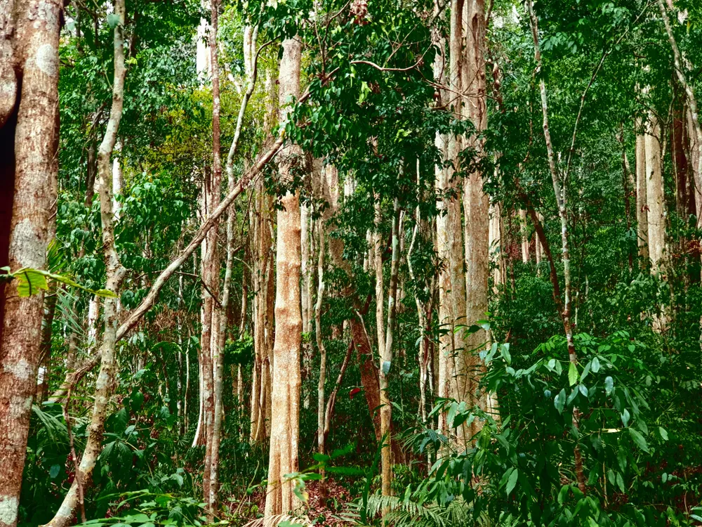 Phong Nha-Kẻ Bàng là ngôi nhà có 2.934 loài thực vật