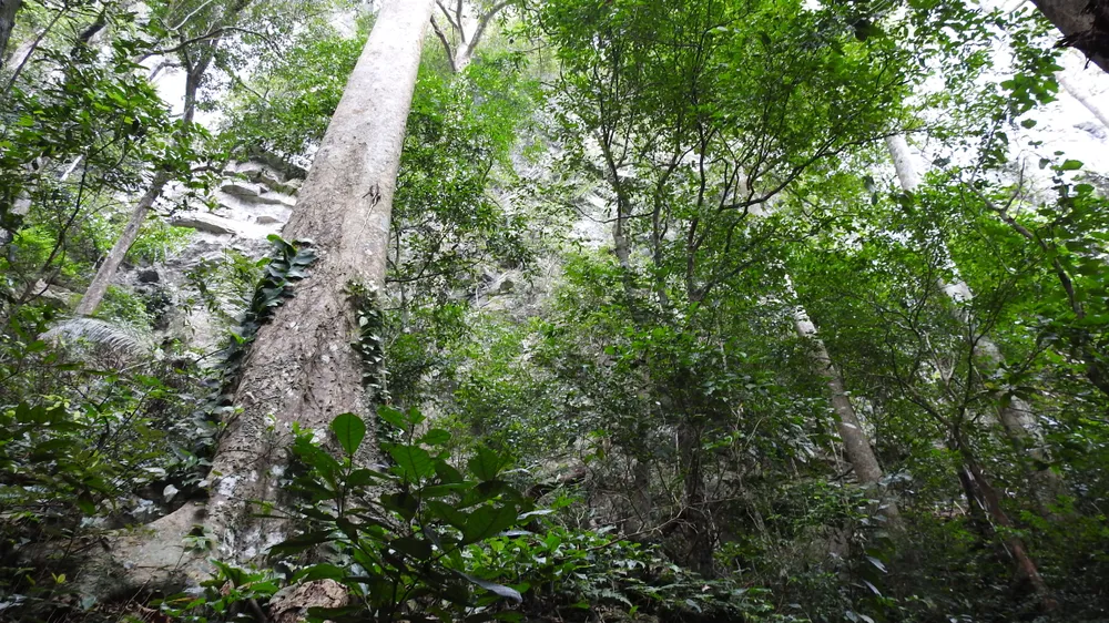 Rừng ở độ cao hơn 1000m so với mực nước biển ở Phong Nha-Kẻ Bàng