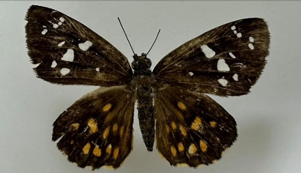 Loài bướm phân bố hẹp. Ảnh: Nhóm nghiên cứu giữ bản quyền Loài bướm phân bố hẹp. Ảnh: Nhóm nghiên cứu giữ bản quyền