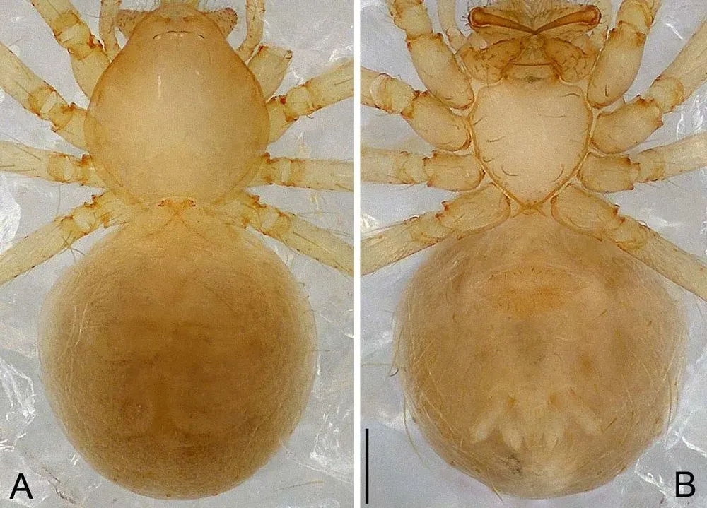 Loài nhện Pinelema huoyan Zhao, phát hiện ở hang Nước Nứt, gần Hang Sơn Đoòng, đặc hữu Việt Nam. Ảnh: Nhóm nghiên cứu giữ bản quyền Loài nhện Pinelema huoyan Zhao, phát hiện ở hang Nước Nứt, gần Hang Sơn Đoòng, đặc hữu Việt Nam. Ảnh: Nhóm nghiên cứu giữ bản quyền