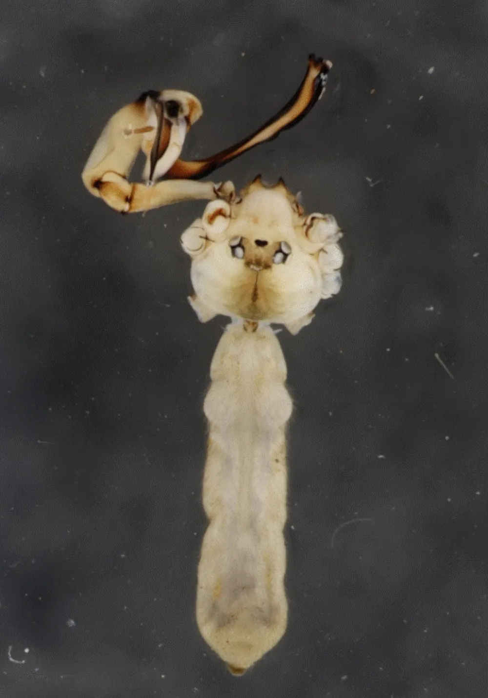 Loài Pholcus, loài nhện mới cho khoa học phát hiện ở hang Én. Ảnh: Nhóm nghiên cứu giữ bản quyền Loài Pholcus, loài nhện mới cho khoa học phát hiện ở hang Én. Ảnh: Nhóm nghiên cứu giữ bản quyền