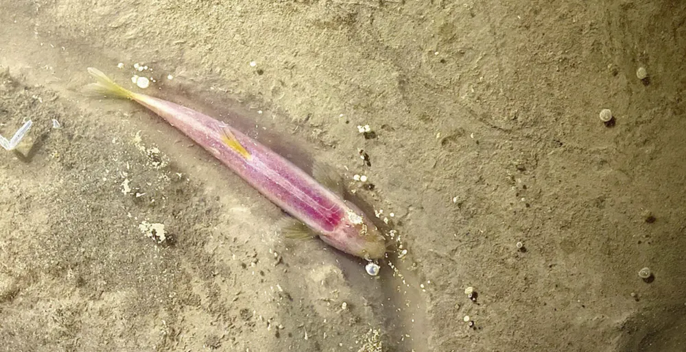 Cá hang trong hang Ngeun Mai thuộc VQG Hin Nam No. Ảnh: GIZ ProFEB