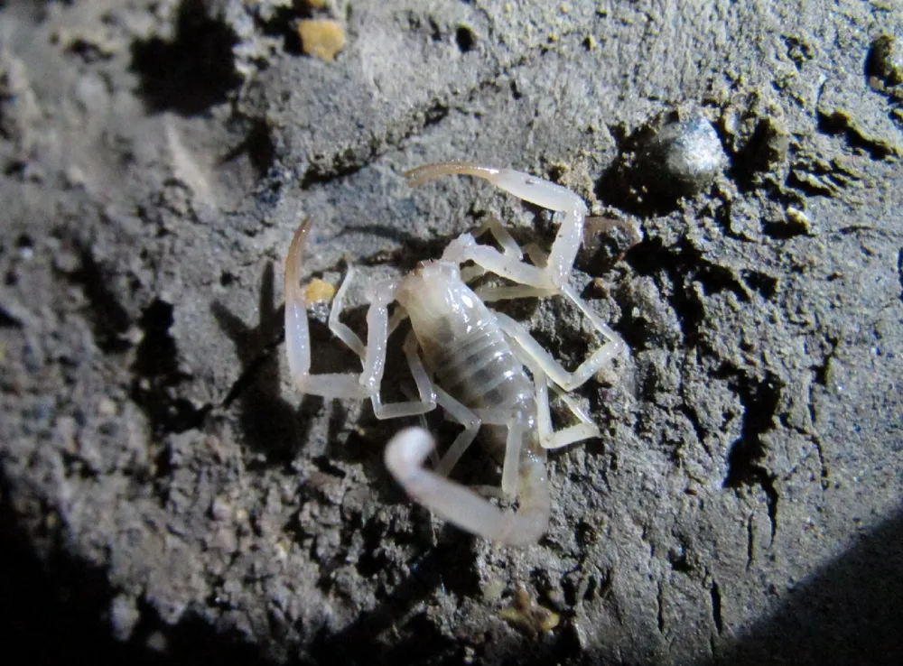 Bọ cạp Thiên Đường. Ảnh: VQG PN-KB