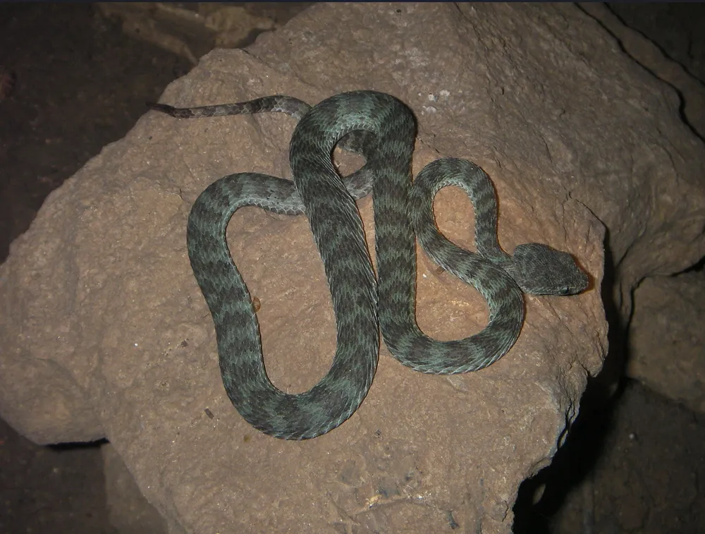 Rắn lục Trường Sơn. Ảnh: VQG PN-KB