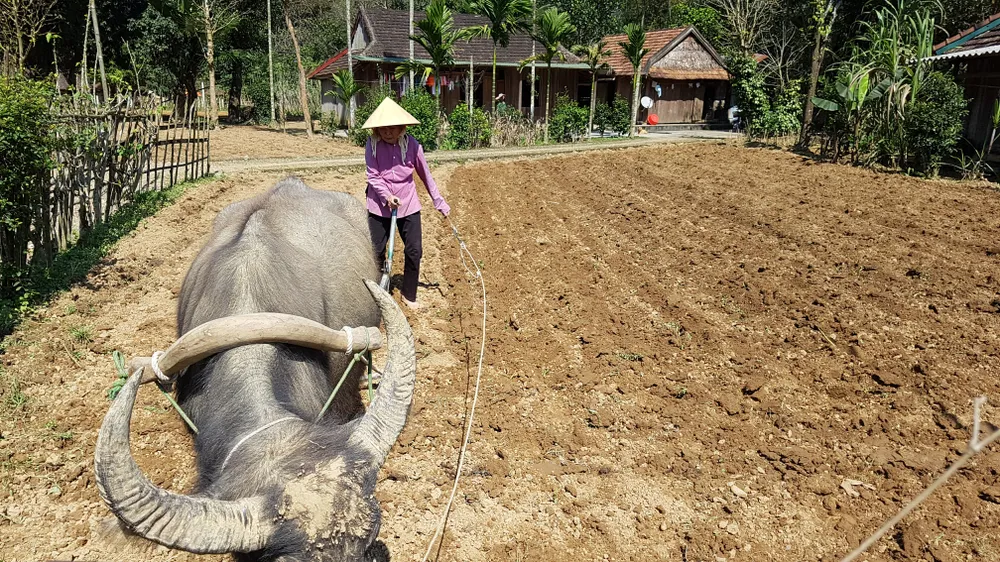 Làng quê Minh Hóa, Quảng Bình hiền hòa Làng quê Minh Hóa, Quảng Bình hiền hòa