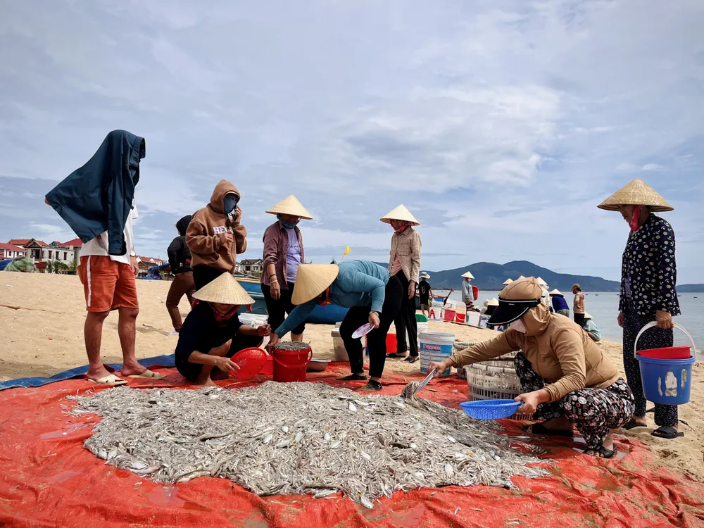 Ngư dân thu hoạch cá cơm Ngư dân thu hoạch cá cơm