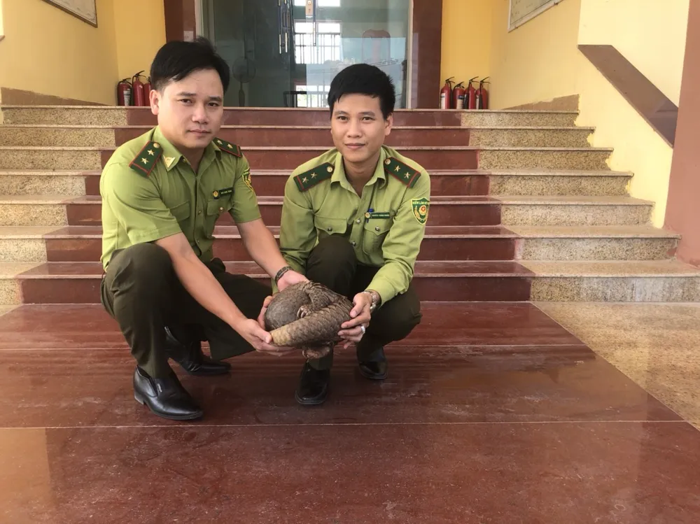 Cá thể tê tê Java được giải cứu từ tin báo của người giao nhận hàng Cá thể tê tê Java được giải cứu từ tin báo của người giao nhận hàng