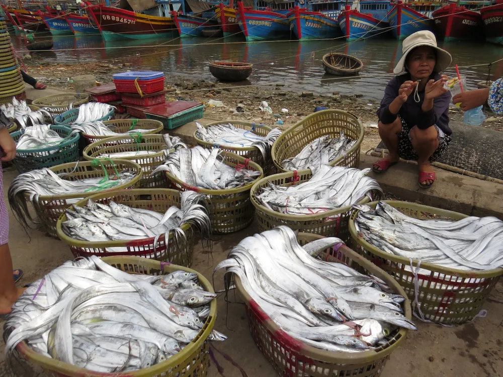 Cá hố cho thu nhập cao ở Cảnh Dương