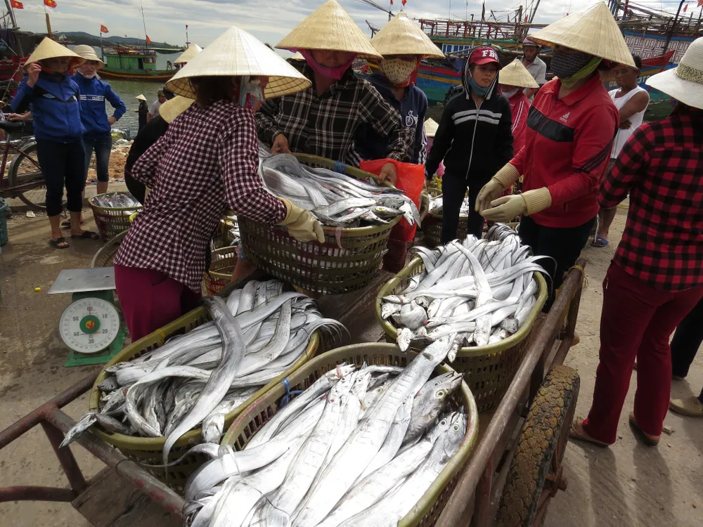 Cá hố về biển Cảnh Dương