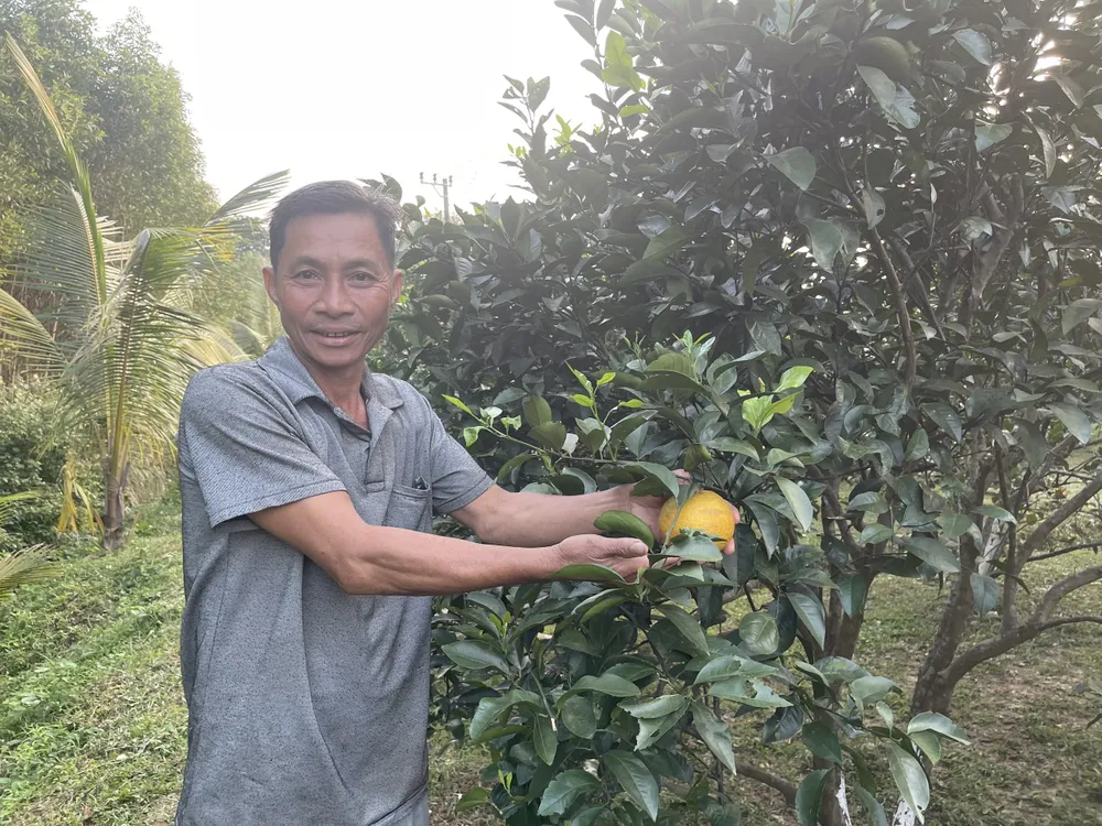 Mỗi năm trừ chi phí, ông thu lãi gần 500 triệu đồng