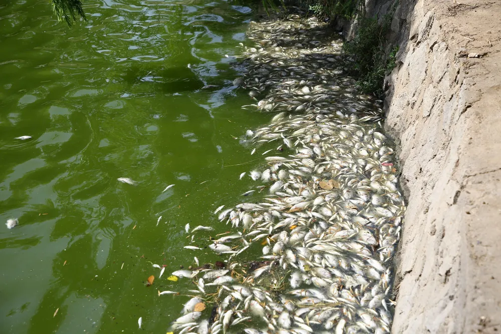 Cá chết dạt vào bờ dày đặc 1000059938.jpg
