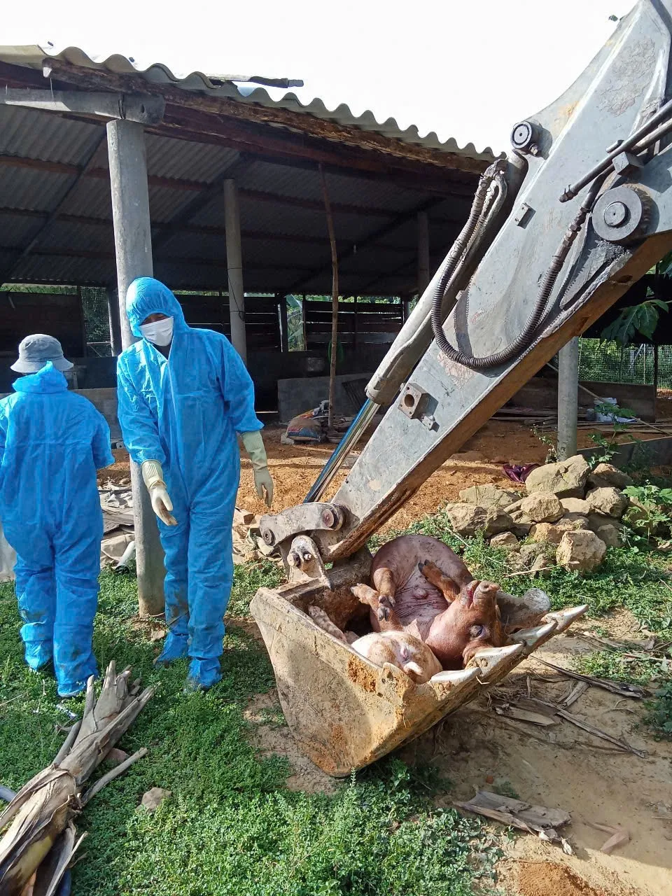 Xử lý heo chết ở xã Quảng Trạch 1000060284.jpg