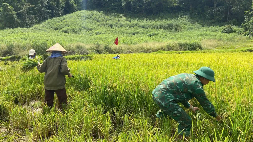 Đồn Biên phòng Làng Ho cử lực lượng giúp dân thu hoạch lúa trước khi mưa bão 1000026861.jpg