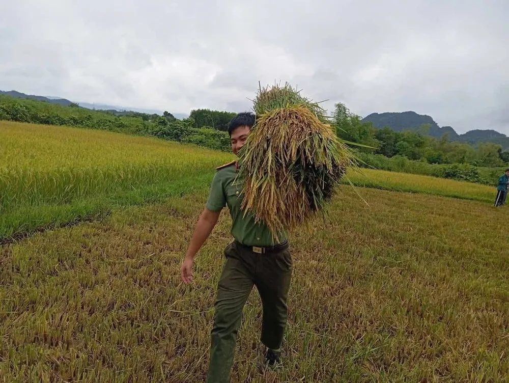 Công an xã Tuyên Bình giúp người dân thu hoạch lúa trước bão 1000026875.jpg